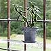Window Garden Rustic Charm 6” Planter - Fine Home Décor Ceramic Indoor Decorative Pot. for or Herbs, Flowers, Succulents. Beautifully Packaged, Great Gift for Mom, Office, Holiday.