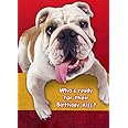 Designer Greetings Bulldog Ready for Birthday Kiss Funny : Humorous Dog Birthday Card