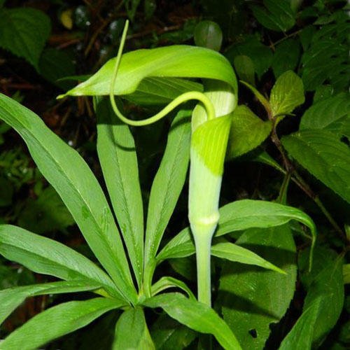 10 seeds arisaema tortuosum whipcord cobra lily plant