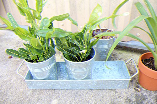 3 Pot Galvanized Metal Bucket Planter Pail 15" x 9" x 3" Tray Serveware Set Kitchen Collection Great for Gardening, Decoration, and Beverage Holding by Well Pack Box ... (Galvanized)