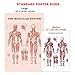 [Pack of 4] Muscular and Skeletal System Anatomical Laminated Posters with Ligaments of The Joints and Injuries of The Shoulder Poster/Skeleton Poster Pack Human Anatomy Poster Medical Poster 17 x24