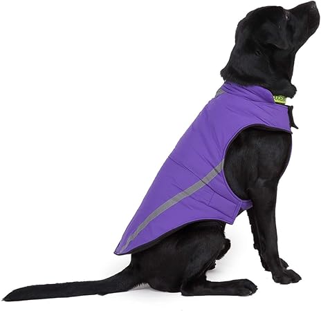 trendy dog walking clothes