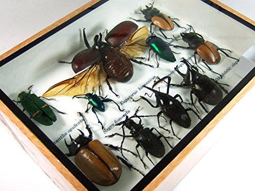 1 Display+Insect+Taxidermy+Small+Collectible