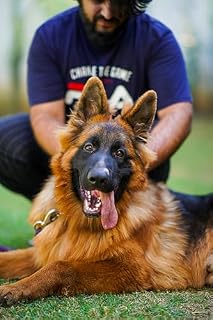 Livro O cão dos seus sonhos : Técnica simples para um adestramento eficaz