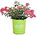 Drift Roses – Rosa Coral Drift (Rose) Rose, coral flowers, #2 – Size Containerthumb 3