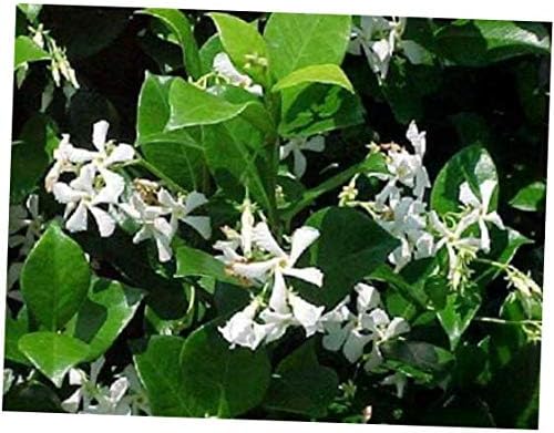 HZI 2.5" Pot Jasmine Live Plant Asiatic Star Flowers Tea - RK167