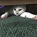 Eyourlife 20 PCS Soft Nail Caps Nail Covers Claw Caps Paw Covers for Cat Pet Kitten with Glue Claws Control Paws Off Size S Light Pink