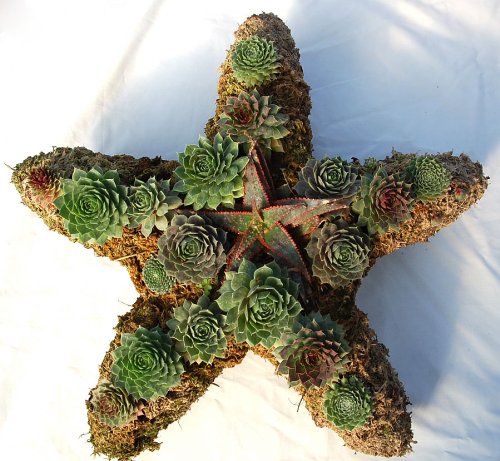 16" Star Wire Living Wreath Form