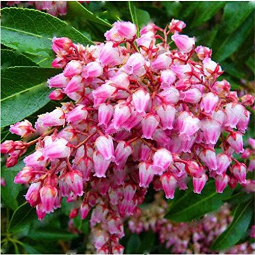 2Pack Bulbs Lily of The Valley Flower Bonsai Perennial Plants Bell Orchid Bulbs Bonsai Plants, Rich Aroma, Multi-Colored Orchids for Home Garden