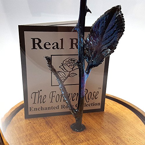 Forever Rose USA Brand The Beauty and The Beast Rose Enchanted Rose