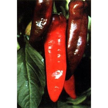 10 Semi Di Peperoncino NuMex Big Jim | Pianta Annuale | Guida Alla Coltivazione + Omaggio - Foto 2