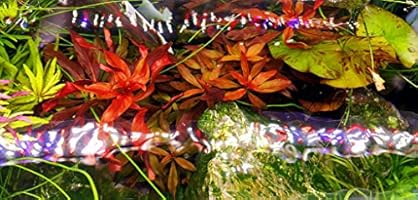 finnex fugeray planted  aquarium led light plus moonlights