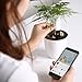 Digital Plant Monitor - Real Time Electronic Soil Meter - 4 in 1: Moisture, Fertility, Sunlight and Temperature Sensor - for Garden and Potted House Plants - Bluetooth 4.1 - Free Android App