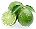 Persian Lime Tree - Fruit Bearing Size -6