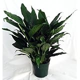 Peace Lily Plant - Spathyphyllium - Great House Plant - 4" Pot unique from jmbamboo
