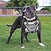 BABYLTRL Silver Big Dog Harness No-Pull Anti-Tear Adjustable Pet Harness Reflective Oxford Material Soft Vest for Medium Large Dogs Easy Control Harness (XL, Silver)