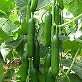 Cucumber Beit Alpha (60 seeds) Fresh Persian Flavor