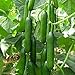 Cucumber Beit Alpha (60 seeds) Fresh Persian Flavor
