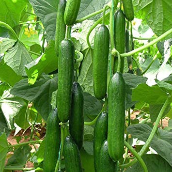 Cucumber Beit Alpha (60 seeds) Fresh Persian Flavor