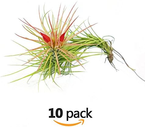 The Drunken Gnome Funkiana Air Plant Pack Tillandsia Live Easy Flowering Houseplants for Indoor Garden Office or Terrarium Choose 3 Pack 5 Pack or 10 Pack Sizes Small to Large (10 Pack)