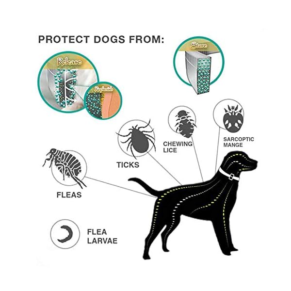 jianghui - Collare Anti-pulci per Cani jianghui jianghui - Collare Anti-pulci per Cani