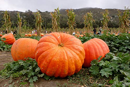 Giant Titan Pumpkin Seeds up to 20 Seeds