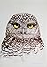 Owls Of North America (North of Mexico)