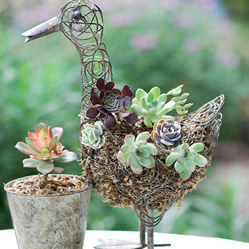 2 Succulent+Echeveria+Surprise+Rosette+Container