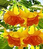 SmartMe - 10 DBL Bright Yellow Orange Angel Trumpet