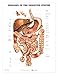 Diseases of The Digestive System Anatomical Chart