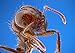 Double Order of Live Ants -- 2 Tube of Approximately 60 Ants -- Ant Farm Refill Kit, Will live in Gel or Sand Habitat, Great for Educational Classroom or Science Projects, Kids Love Ant Farms.