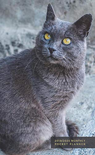 beautiful grey cat