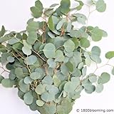 Fresh Cut Eucalyptus Silver Dollar - Greens Foliage - Wedding DIY Bulk Event Flowers (2 Bunches (18-20 Stems))