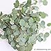Fresh Cut Eucalyptus Silver Dollar - Greens Foliage - Wedding DIY Bulk Event Flowers (2 Bunches (18-20 Stems))