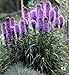 Seedville Liatris Spicata Blazing Star Gayfeather Flowers - 500 Seeds