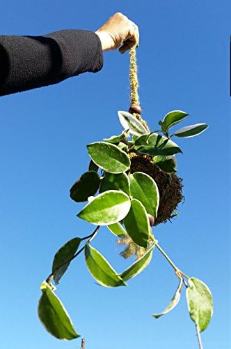 Kokedama Hoya; String Garden; Hanging Garden; Bonsai; House Plant