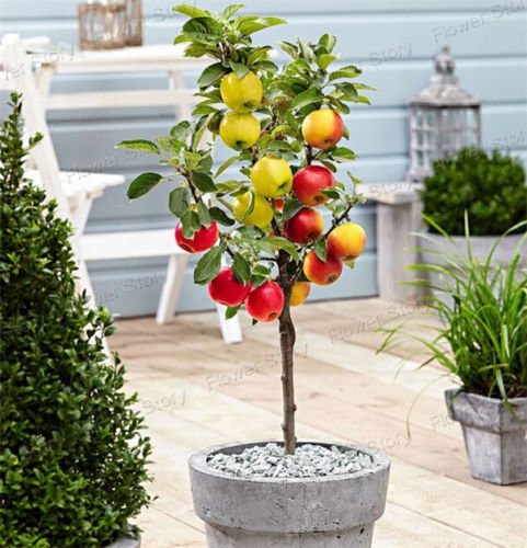 Royal Paradise Garden Dwarf Apple Tree Seed Pick Delicious Fruit