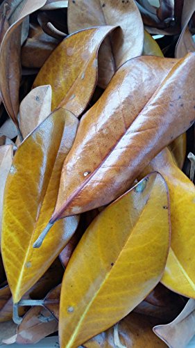 Latta Bulky- Magnolia- Wholesale main image 1