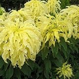 Outsidepride Amaranthus Yellow - 5000 seeds