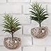 MyGift Clear Glass Wall Mounted Plant Terrariums/Hanging Display Planter Vases Pots Decor - Set of 2