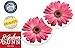 Pink Daisies 2.75 x 2.75 Absorbent Ceramic Car Coasters Pack of 2