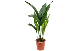WEKIVA FOLIAGE Cast Iron Plant - Live Plant in a 6 Inch Pot - Aspidistra Elatior - Beautiful Florist Quality Indoor or Outdoor Plant