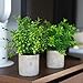 Modern Farmhouse Decor Small Fake Plants (2 Piece Plant Decor 9