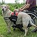 Service Dog Vest Harness Saddle Bags with Service Dog Patches - SD Backpack with Patch - Quality Back Pack Pouch with Pockets - Saddlebag for Service Dogs Vests (Service Dog)