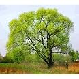 10 Black Willow Tree Cuttings - Beautiful Shade and Privacy Tree - Grow 10 Black Willow Live Trees