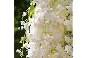 Jasmine Seeds - Climbing Perennial Fragrant Evergreen Plant, Ideal for Indoor and Outdoor Planting, Perfect for Home, Garden,