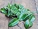 (2 Oz.) Fresh Kaffir Lime Leaves (Thai Lime Leaves) | FREE First Class Shipping from California