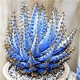 Pinkdose Bonsai 200 Pcs Rare Color Aloe Bonsai Excellent Houseplants Succulent Aloe Vera Bonsai Use Beauty Edible Cosmetic Bonsai Plants: e