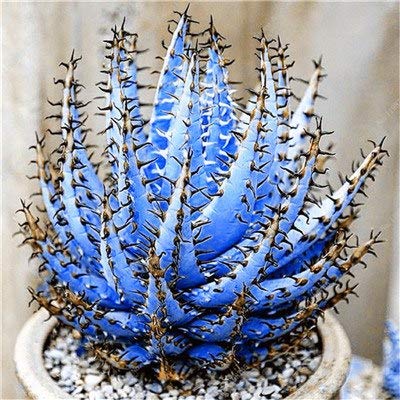 Pinkdose Bonsai 200 Pcs Rare Color Aloe Bonsai Excellent Houseplants Succulent Aloe Vera Bonsai Use Beauty Edible Cosmetic Bonsai Plants: e - Thumbnail 4