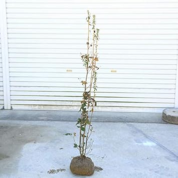 Amazon 庭木 ミツバツツジ 三つ葉つつじ ピンク花 大株 樹高 110cm 植木 Amazon 庭木 ミツバツツジ 三つ葉つつじ ピンク花 大株 樹高 110cm 植木